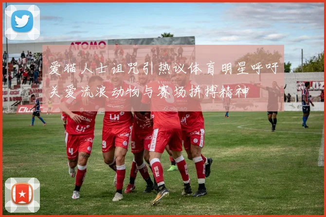 爱猫人士诅咒引热议体育明星呼吁关爱流浪动物与赛场拼搏精神